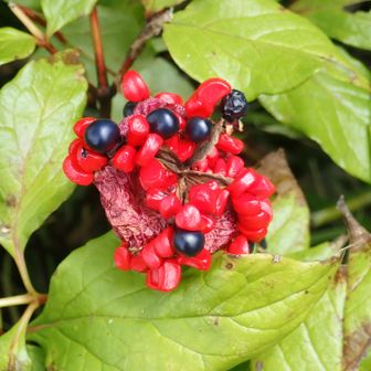 山芍薬の種
見た目のとおり有毒!!