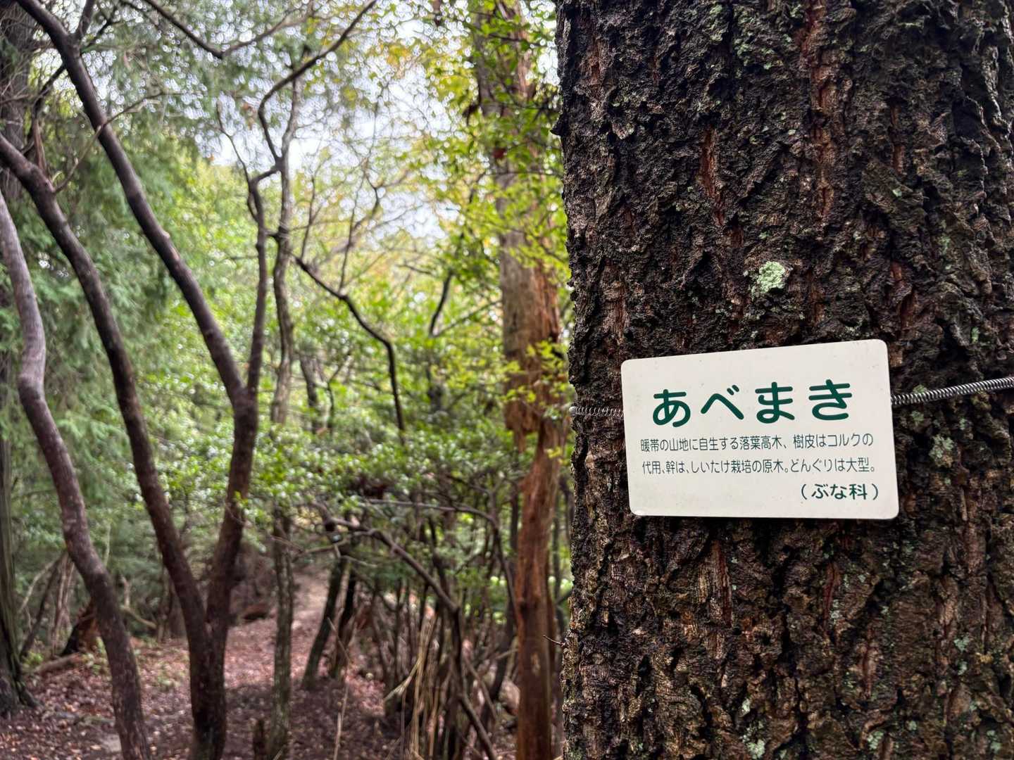 あべまき🌳
どんぐりの木なんだって。知らんかった〜(ﾟ⊿ﾟ)