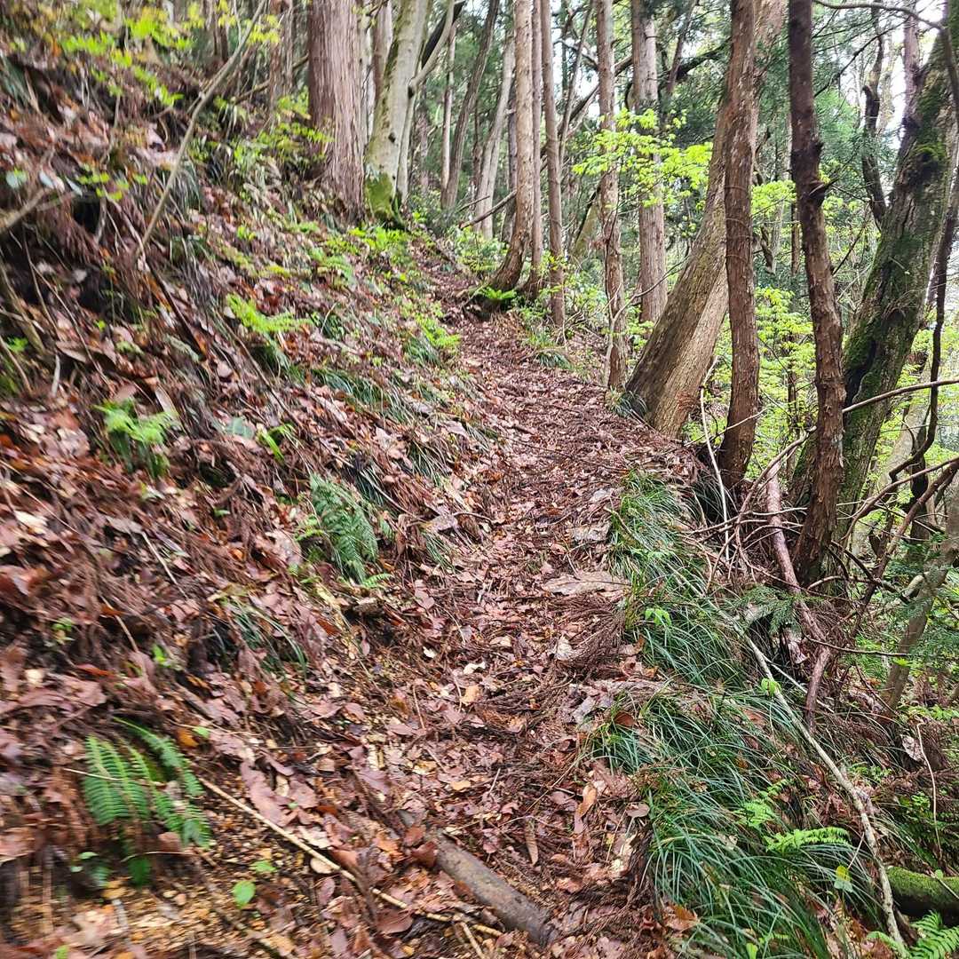 台羽山 往復コースの写真