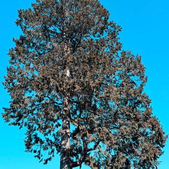 赤ぼっこの1本檜