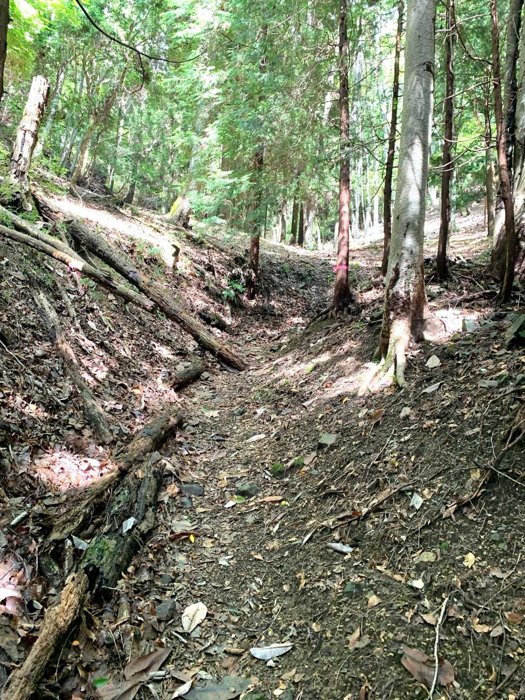 歌垣山登山口バス停-かがいの広場-歌垣山-堀越峠 往復コースの写真