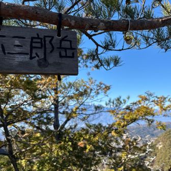 表札？高い枝に