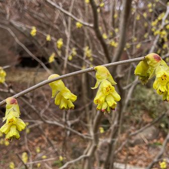 トサミズキ　満開でした