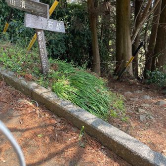 何度か林道を横切ります