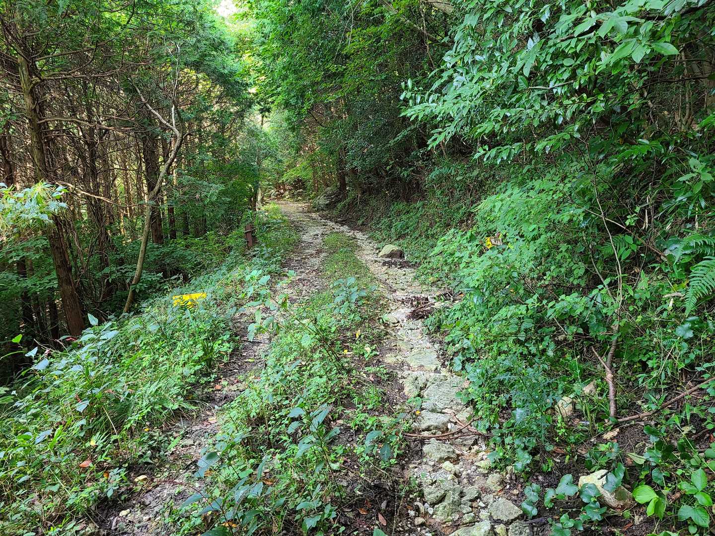五徳越峠-三ノ岳 往復コースの写真