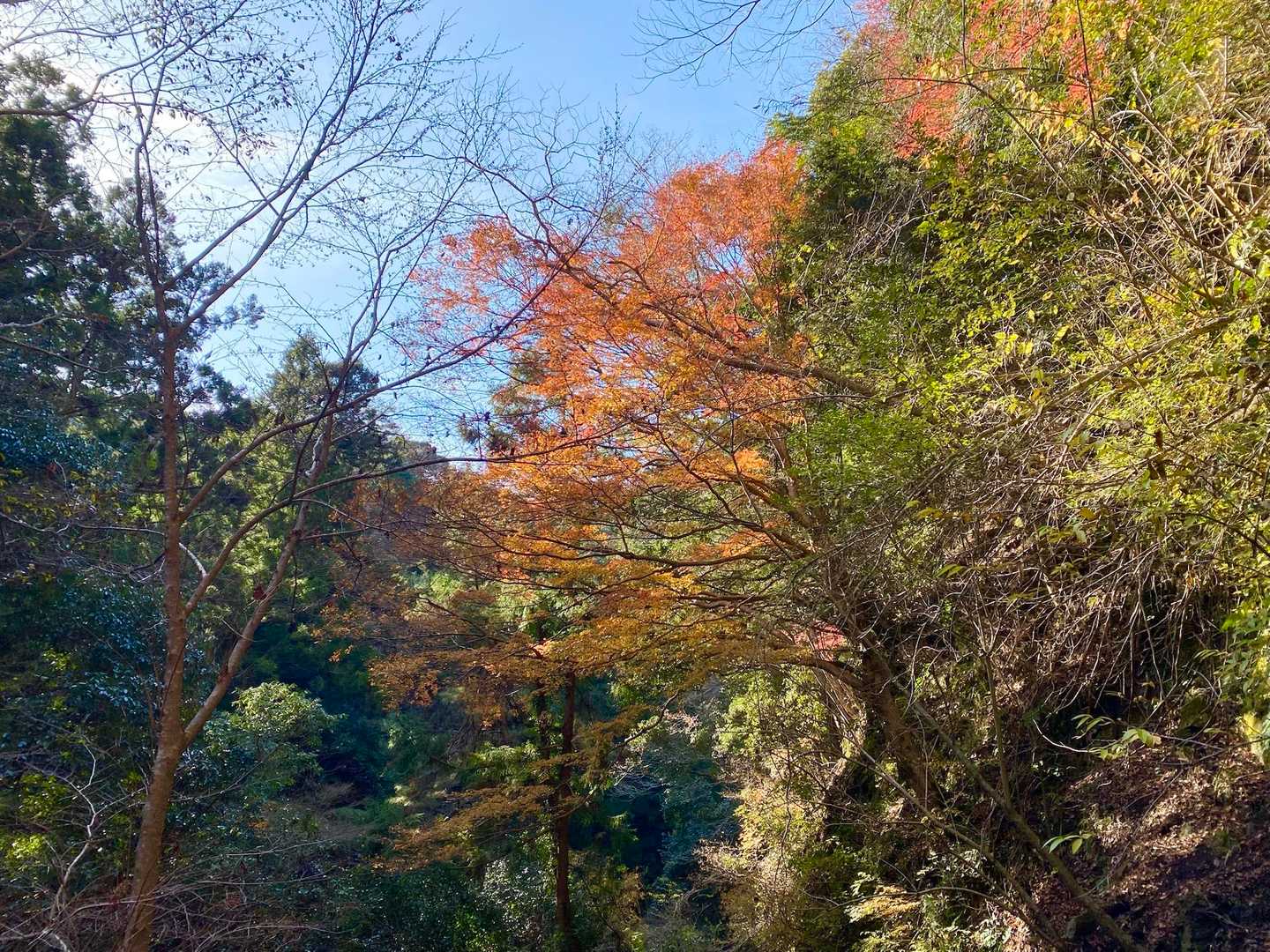 まだまだ房総にはありますよ〜🍁