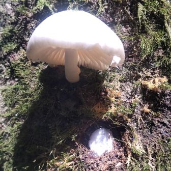 ヌメリツバタケらしい。