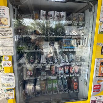 頂上の自動販売機
御朱印とか売ってる
写りが悪い😢