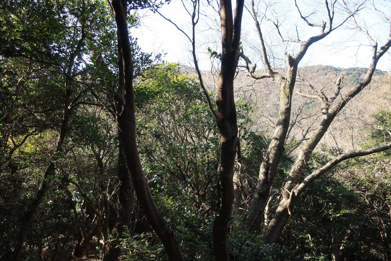 地味にアップダウンあり、ようやく三ヶ根山の本体が見えた？