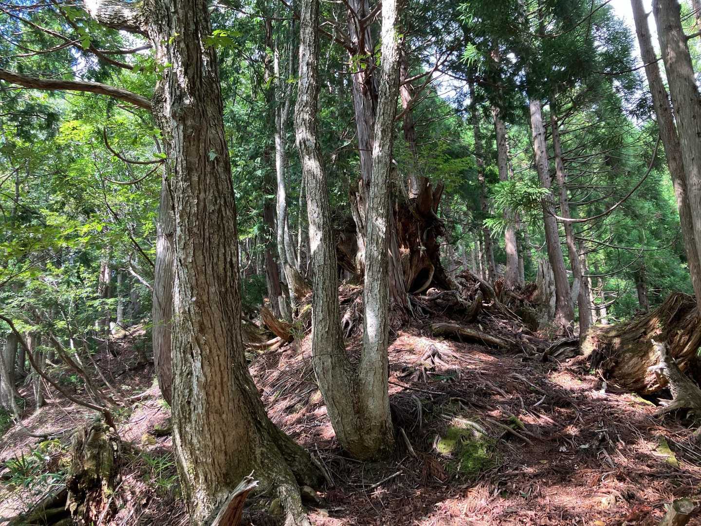鳴滝山から登山口まで45分
古木を眺めながら下山。
登山口手前の澤で手を洗ってクールダウン
今日もお疲れ山でした。