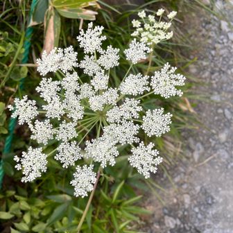 線香花火🎇みたいな🤍