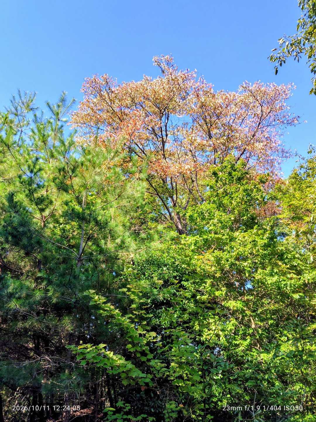 ちょっぴり紅葉🍁