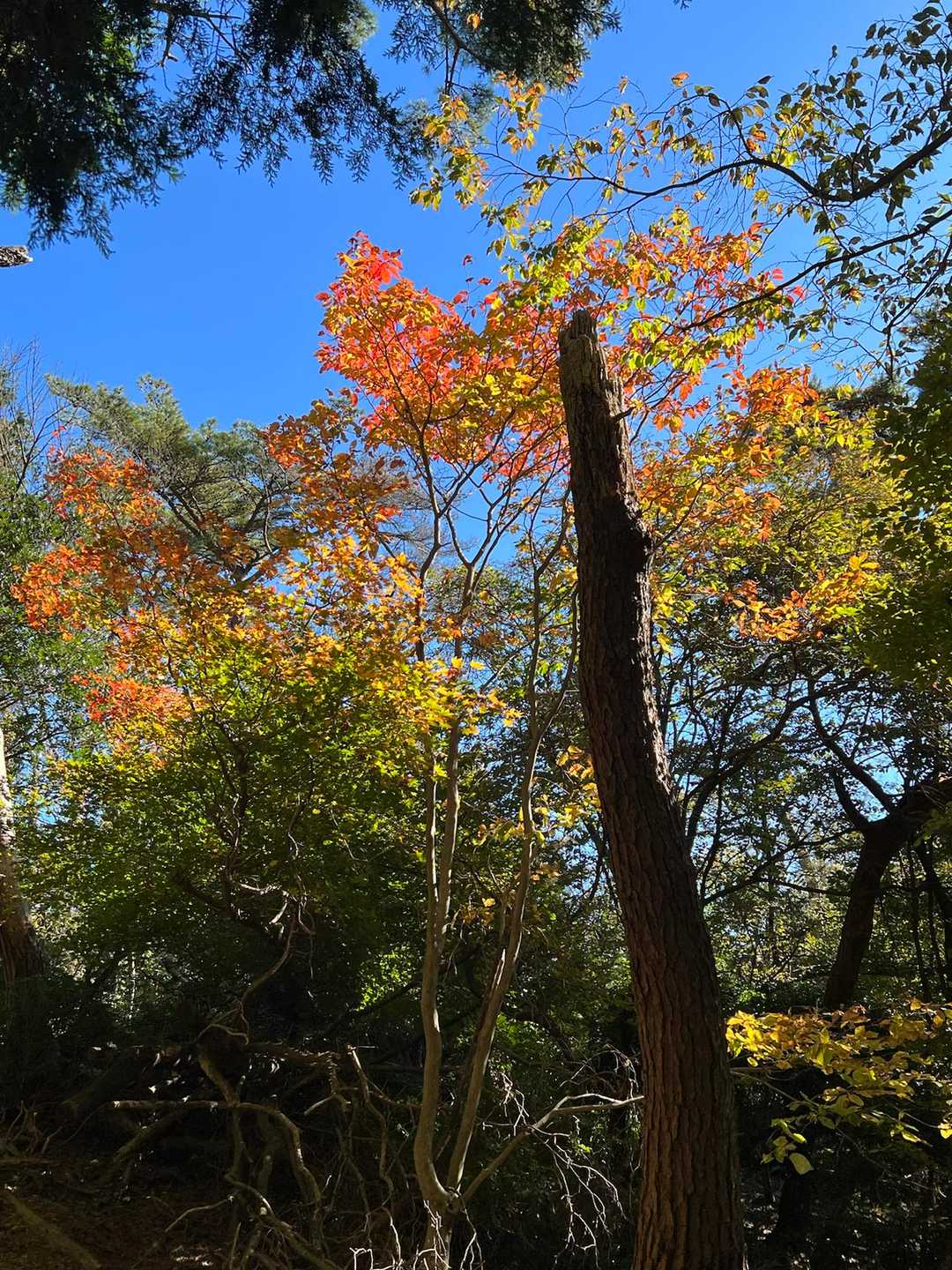 唯一綺麗に色づいてました🍁