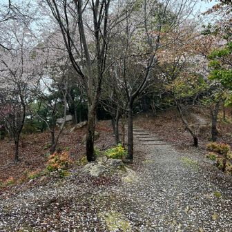 登山道も桜の絨毯。