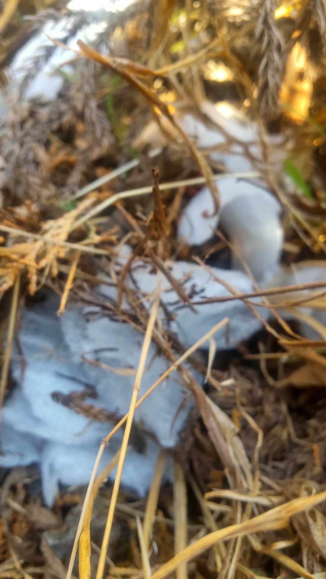 ヘタクソ写メです。