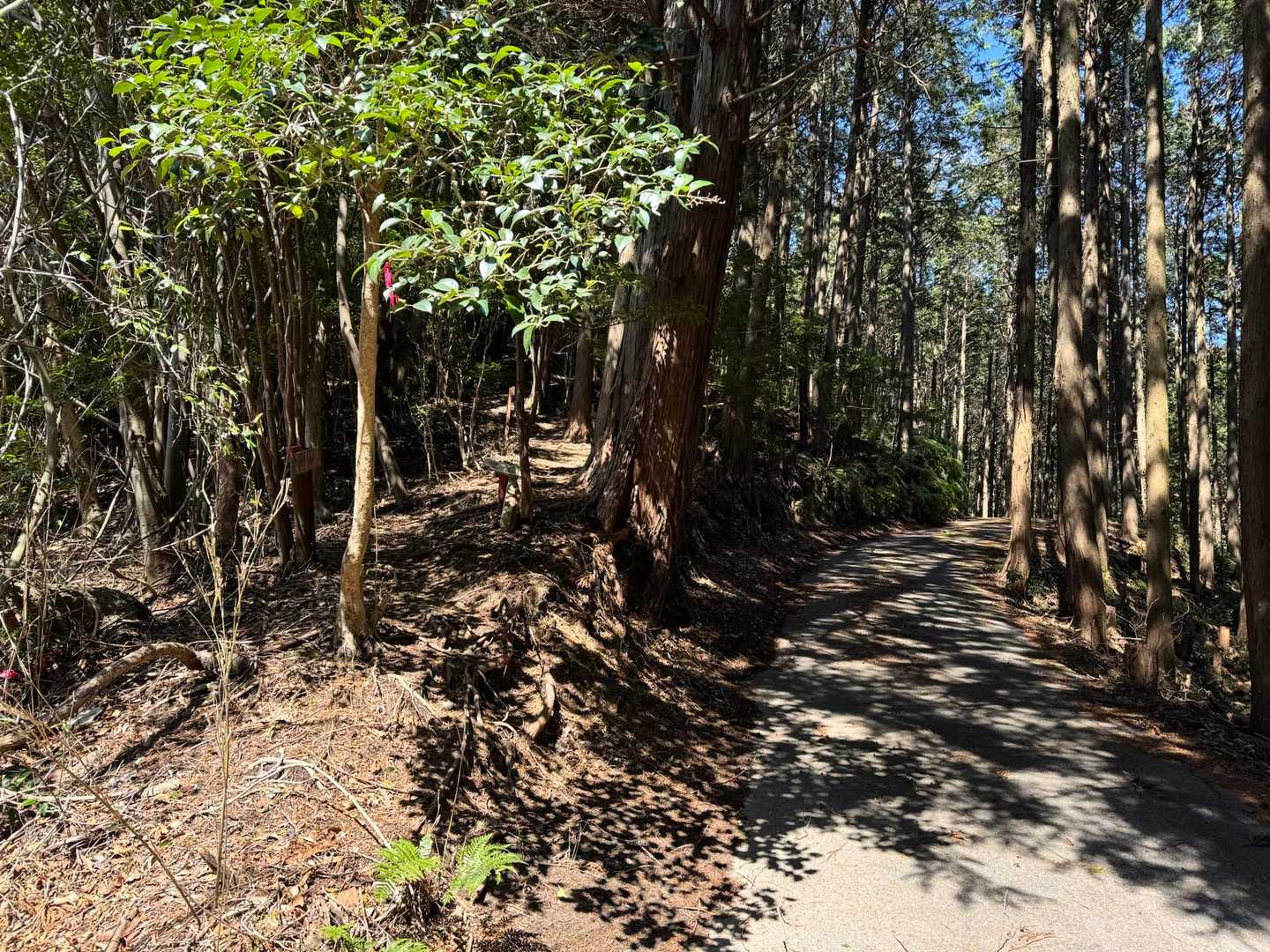 いったん林道に出たけど、すぐに👈左手の山道に入ります