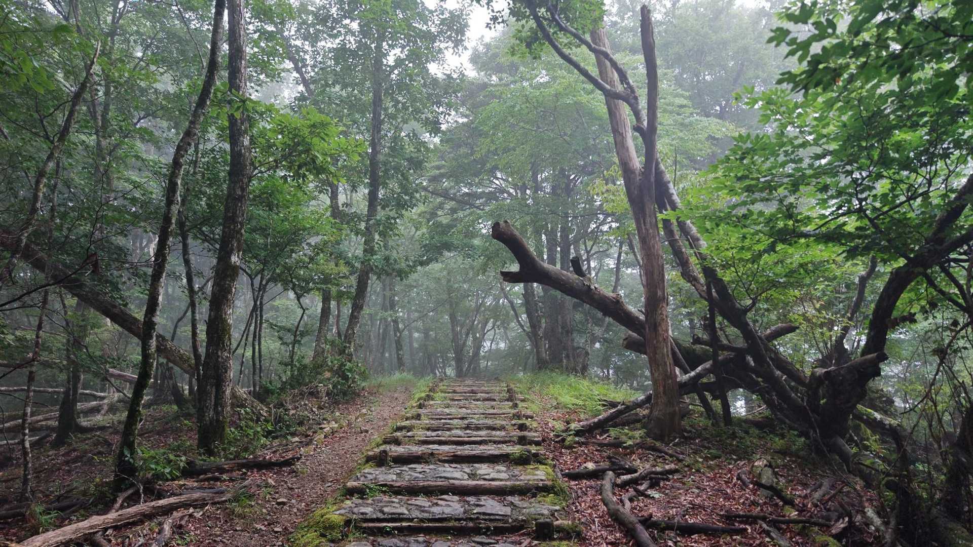 護摩壇山バス停-ごまさんスカイタワー登山口-護摩壇山 往復コースの写真