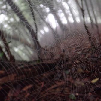 クモの巣色々、プレーンタイプ🕸️①