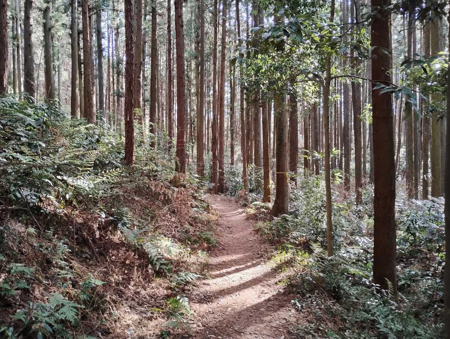 樹林帯の登山道はこんな感じです✨
良く整備されています😊
やはり感謝、感謝ですね～

それでは川治温泉♨️に向かいます🤗