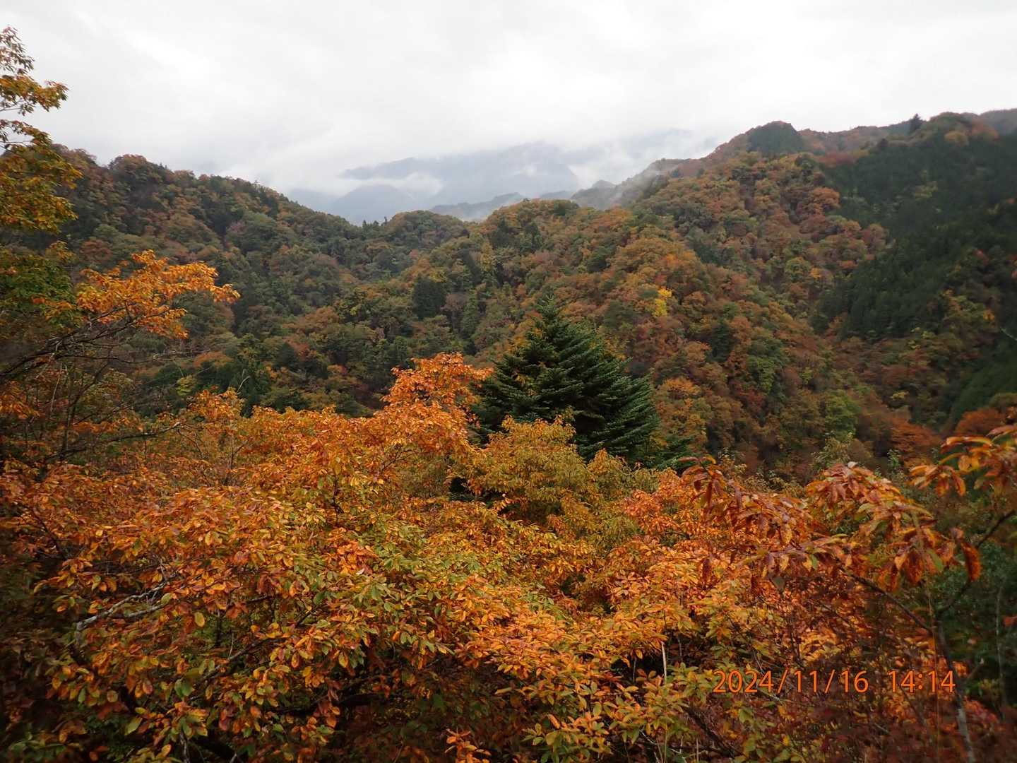 綺麗な紅葉