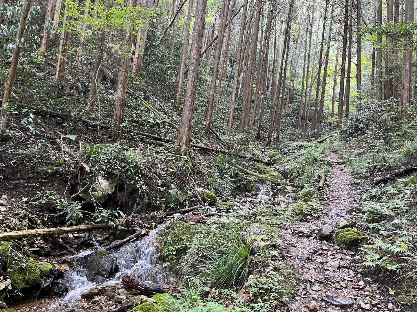 大川戸登山口-雨巻山 往復コースの写真