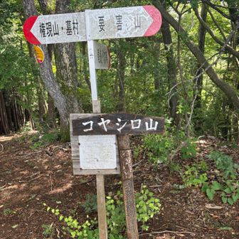 コヤシロ山。富士山絶景の地。でも見えず