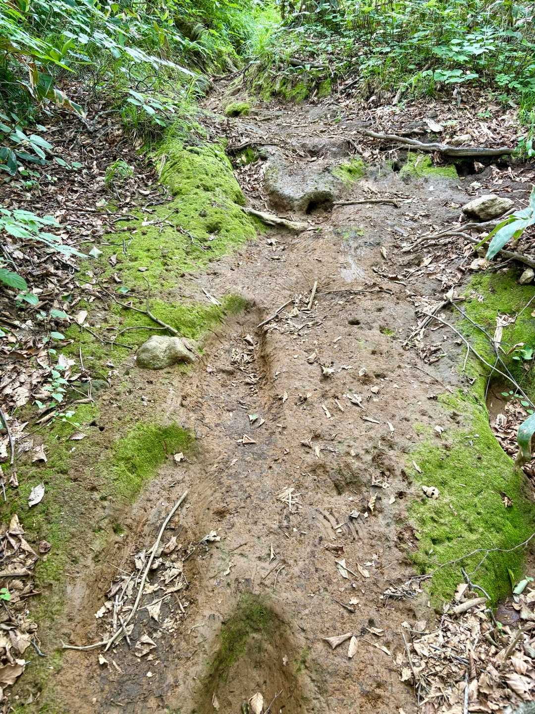 粘土質の滑りやすい登山道