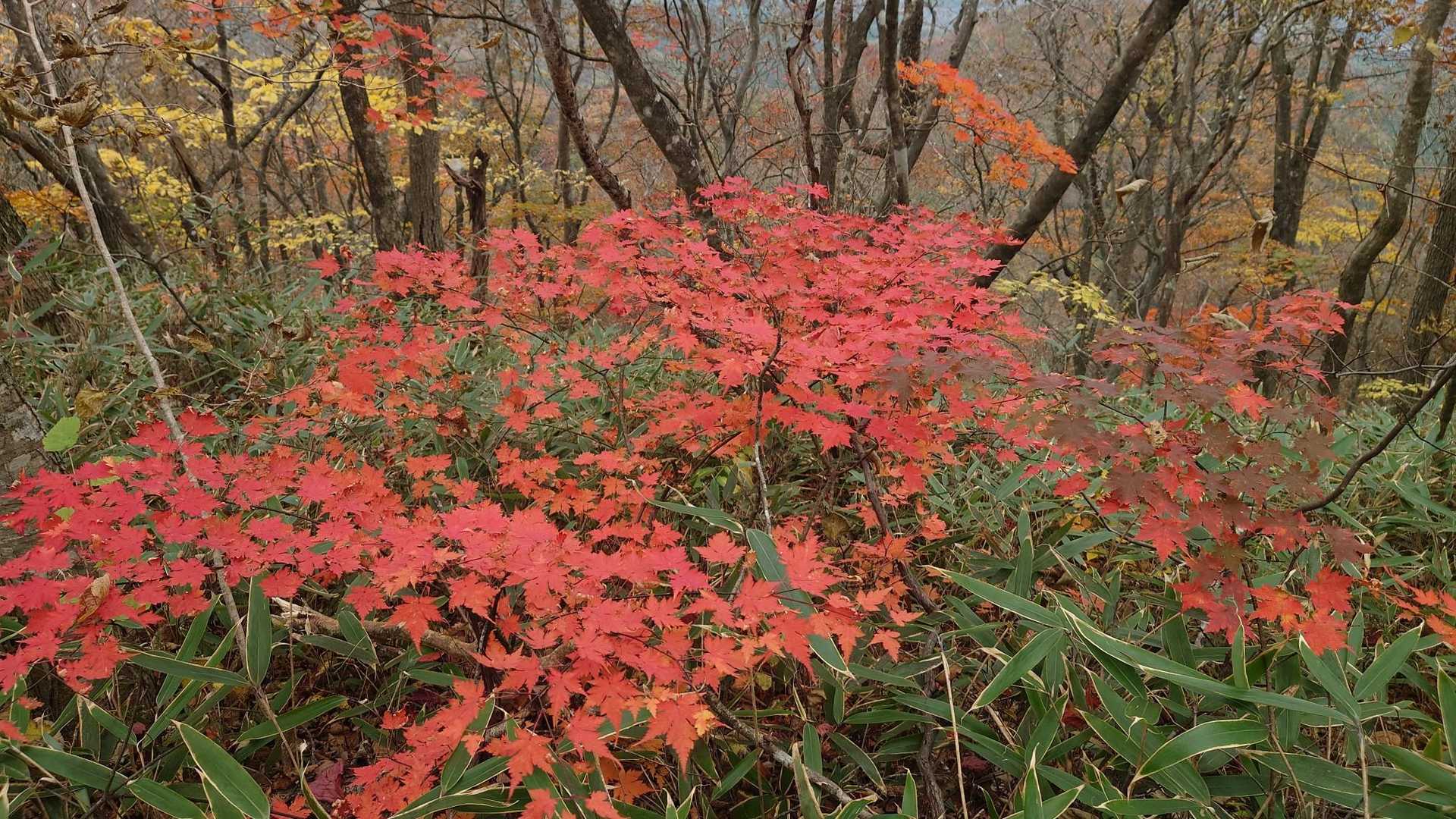 青麻山登山口-あけら山-青麻山 往復コースの写真
