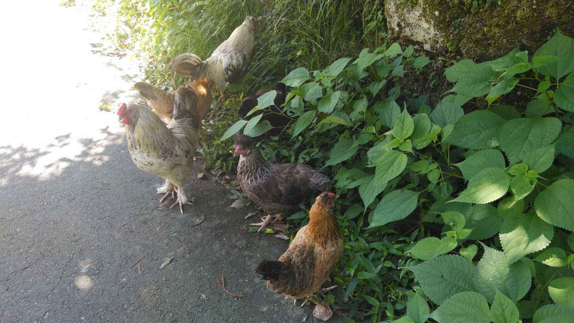 御神鶏さんのお散歩😊
気に入られたみたいで 途中までついてきちゃた💦