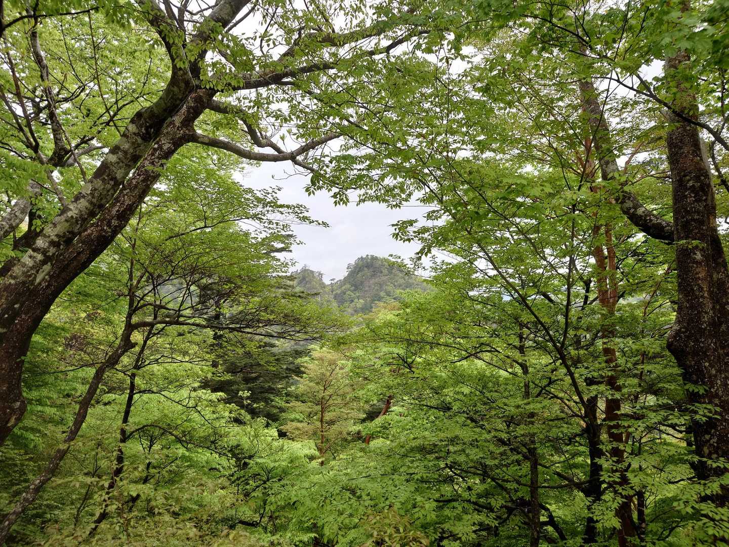 あれが鋸尾根。下りに使います。