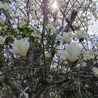 ハクモクレン❀