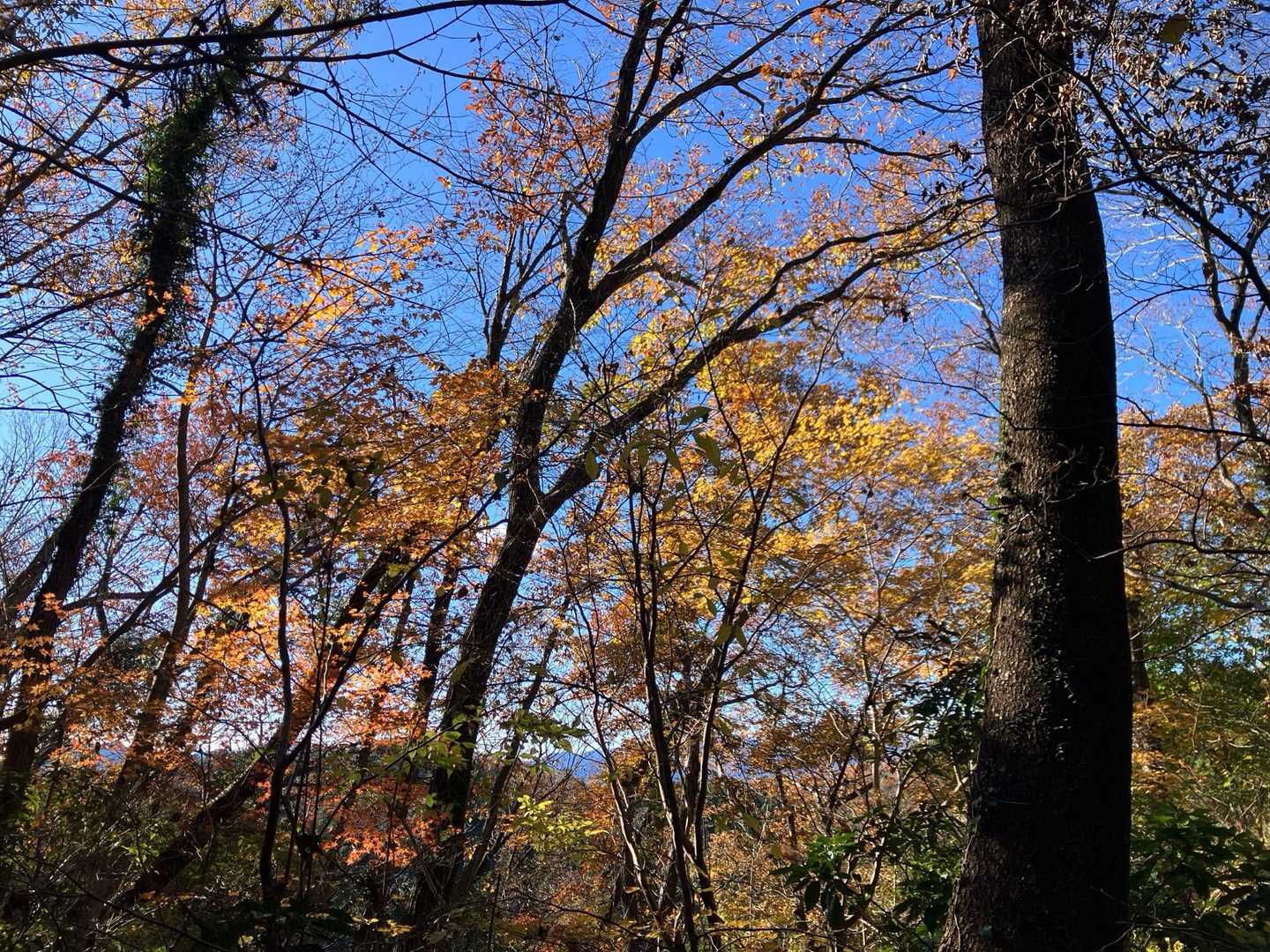 高尾山口-草戸山-榎窪山 往復コースの写真