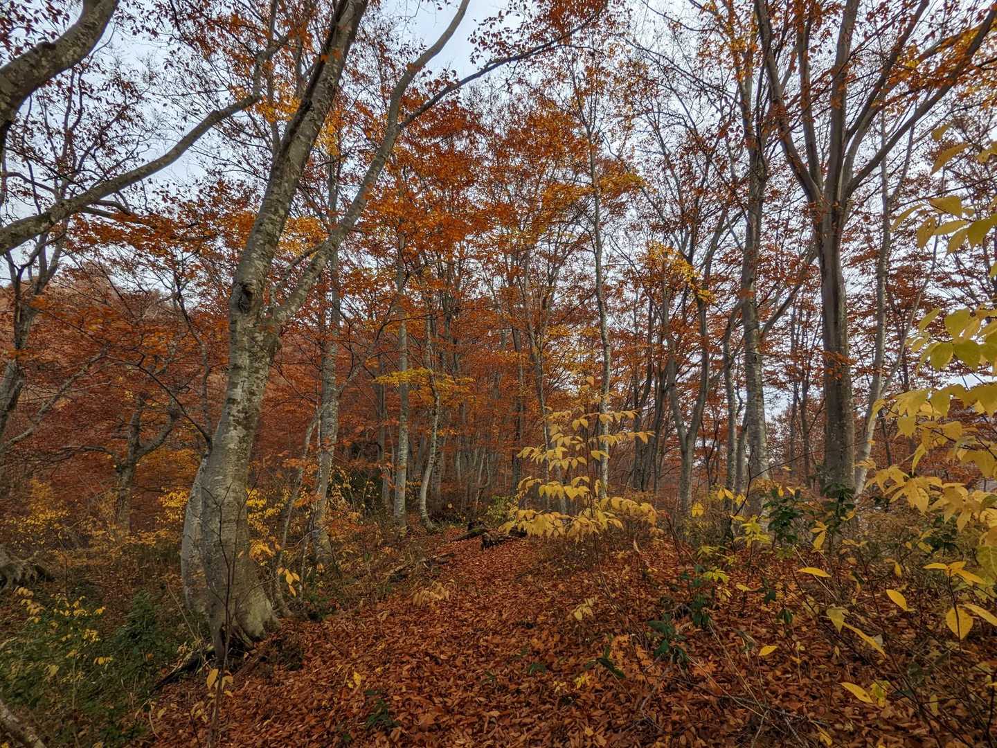 晩秋の山道を歩きます。