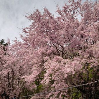 登山口の桜