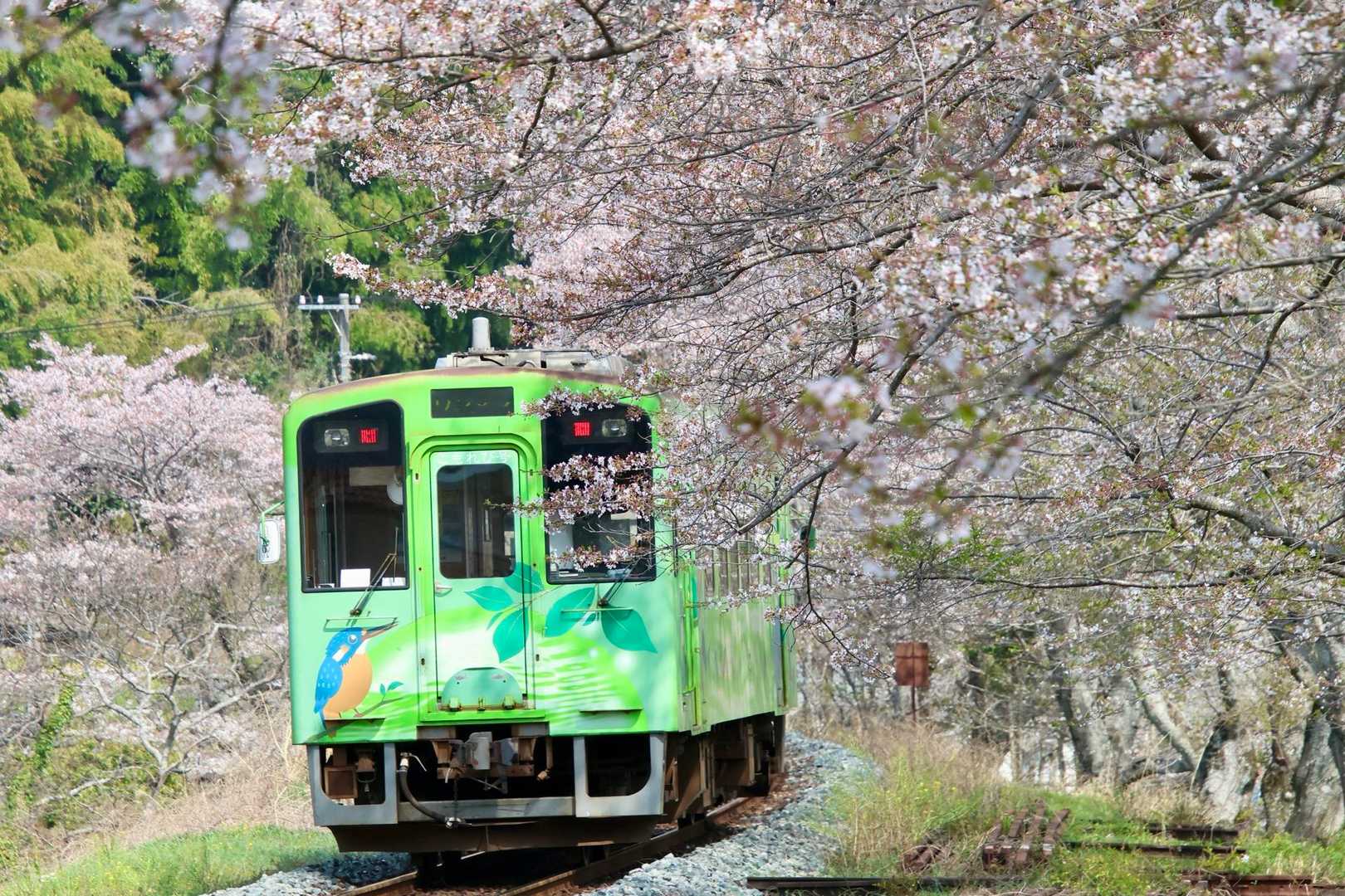 錦川清流線の桜🌸菜の花 撮影ポイントを / GONKEさんのモーメント