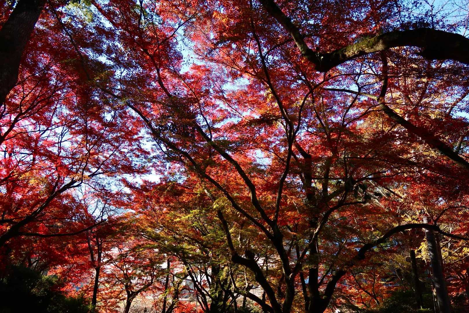 紅葉グラデーション🍁