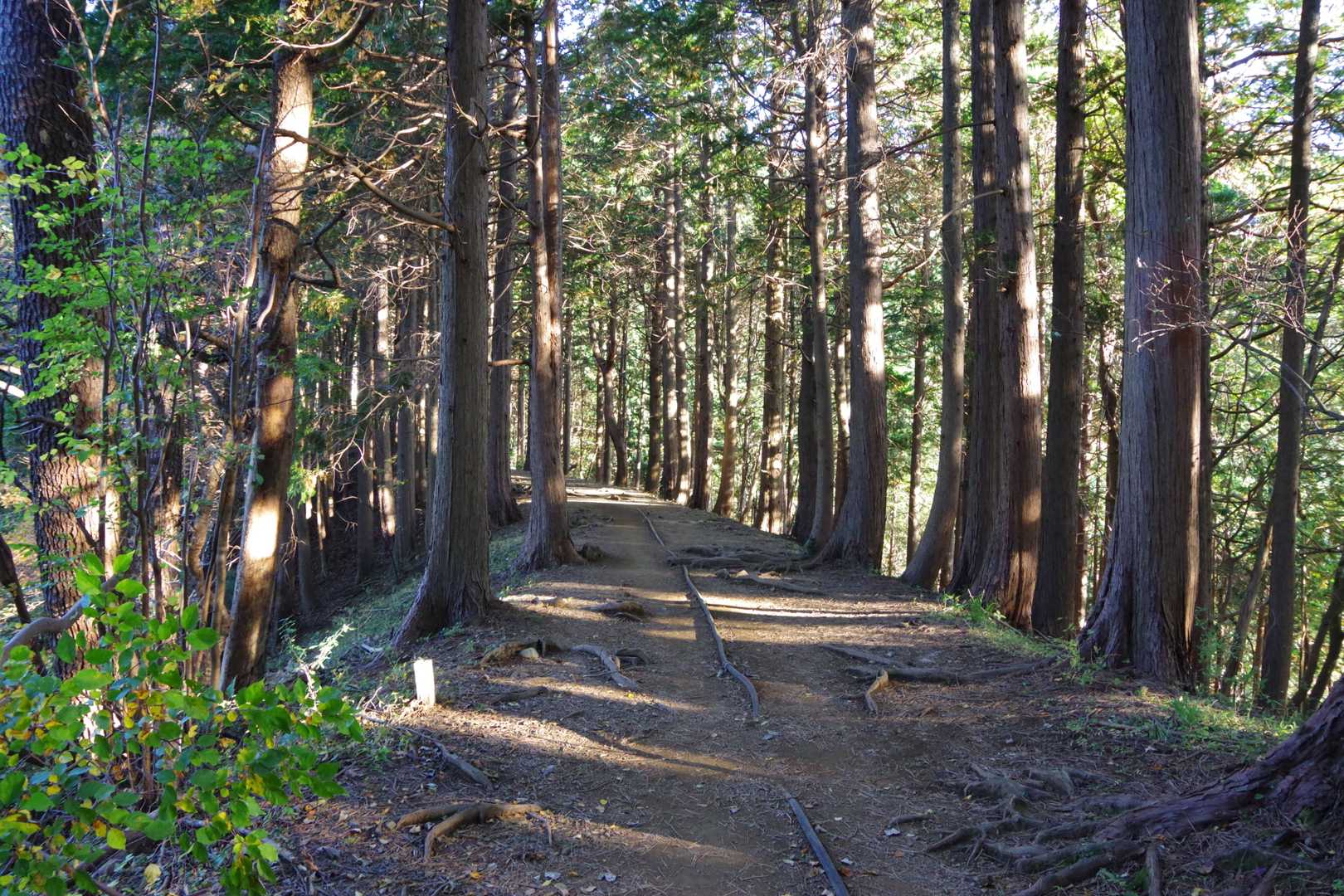 大倉バス停-堀山-塔ノ岳-日高-竜ヶ馬場-丹沢山-小丸-鍋 周回コースの写真