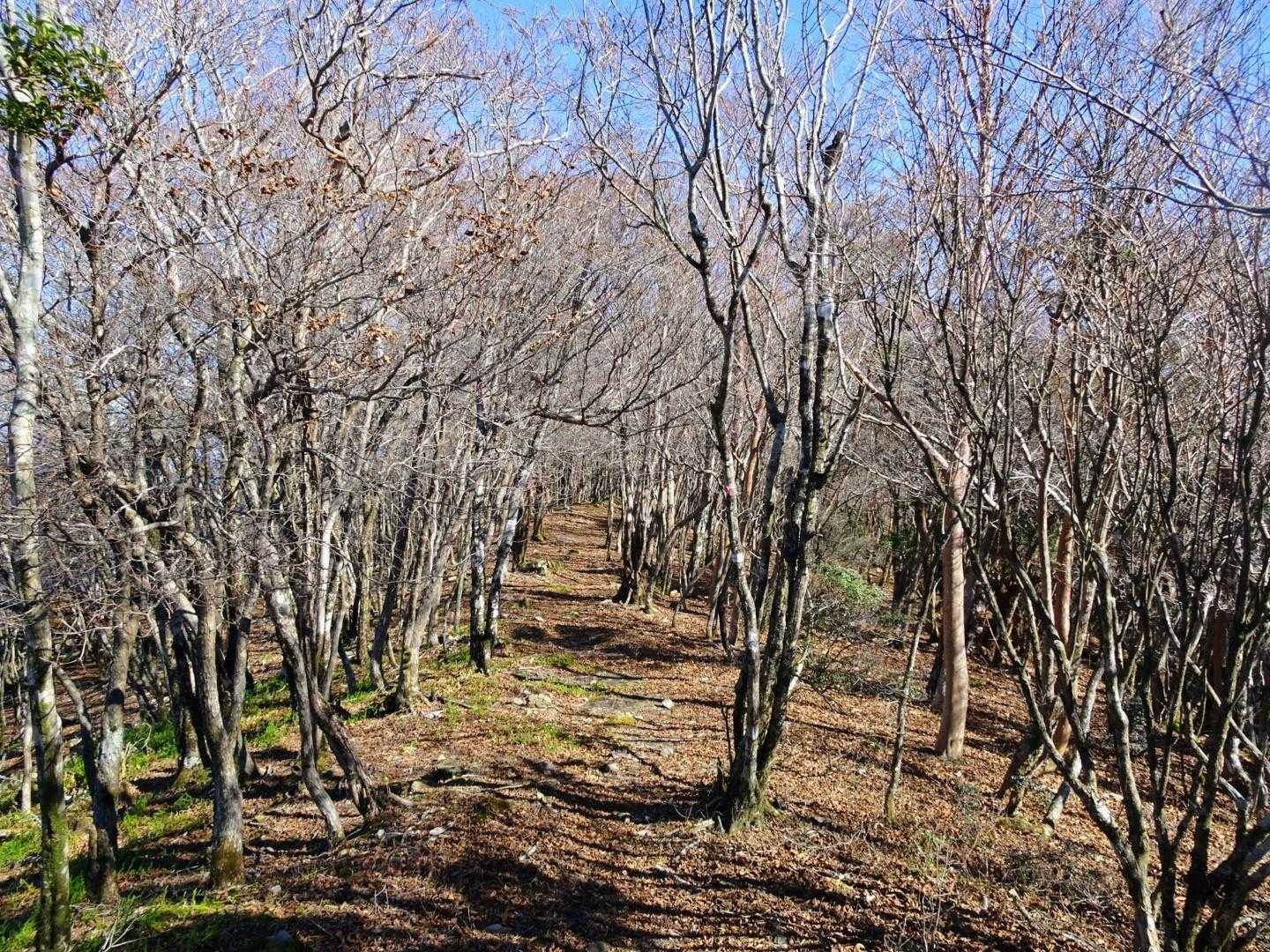 木のトンネル🐾
山頂付近の紅葉は終わってました🍂