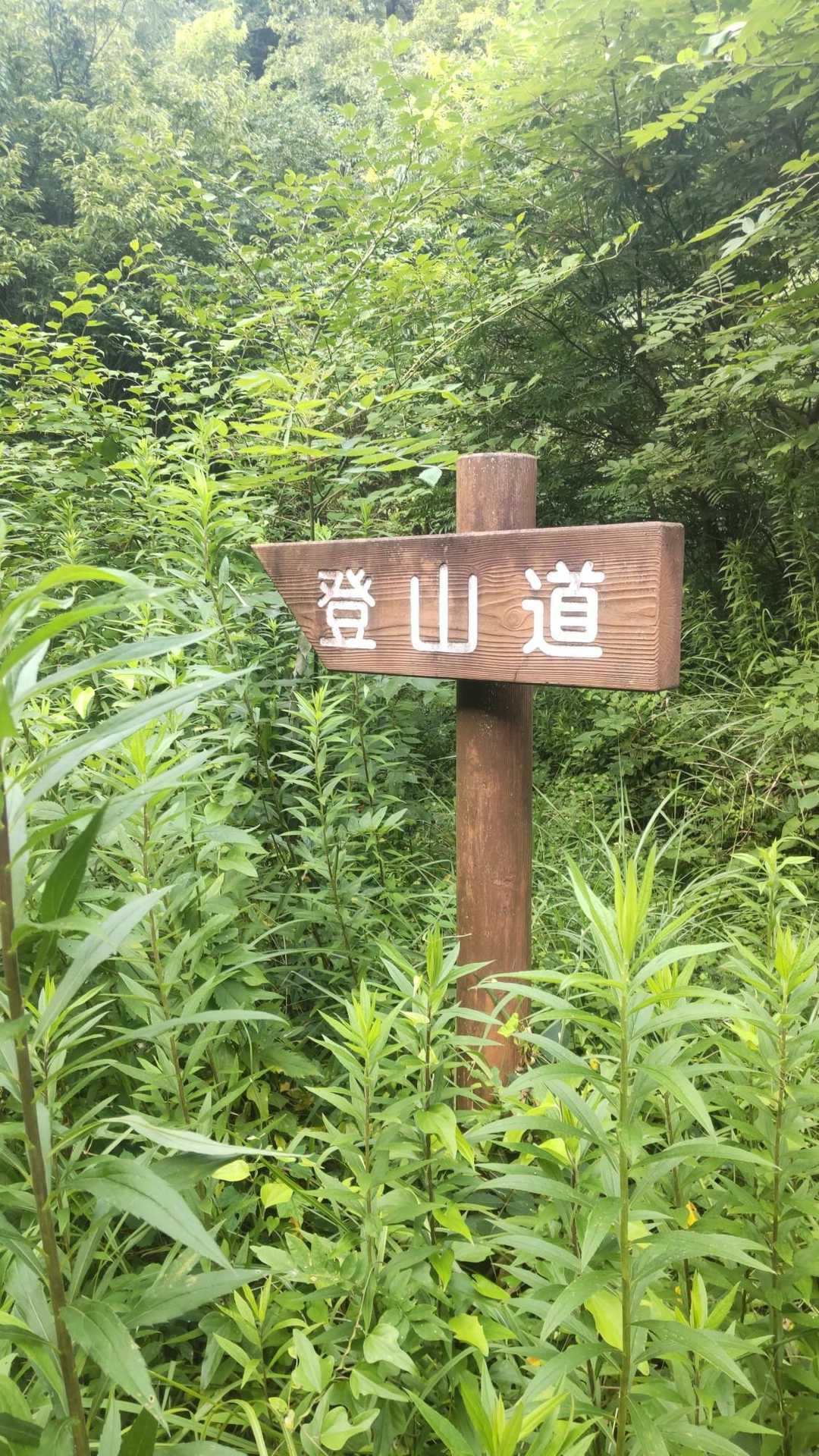登山道