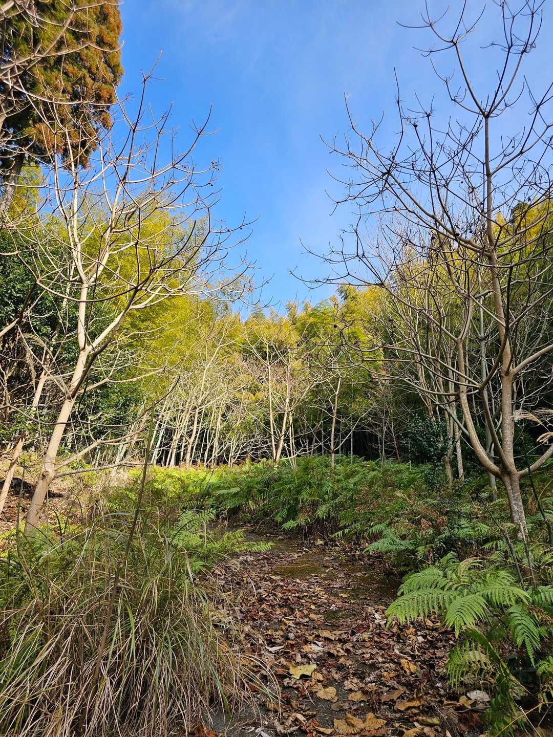 シダロード🌿🌿🌿🌿