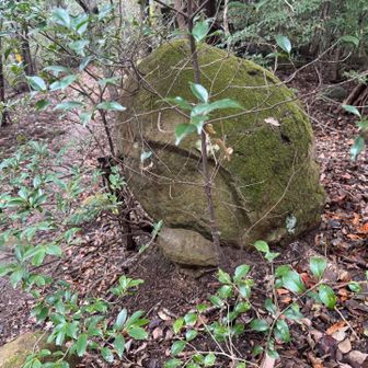 紀泉アルプス・飯盛山・ボンデン山 丸い石やなぁと思うと、亀の頭に見えてきた🐢
