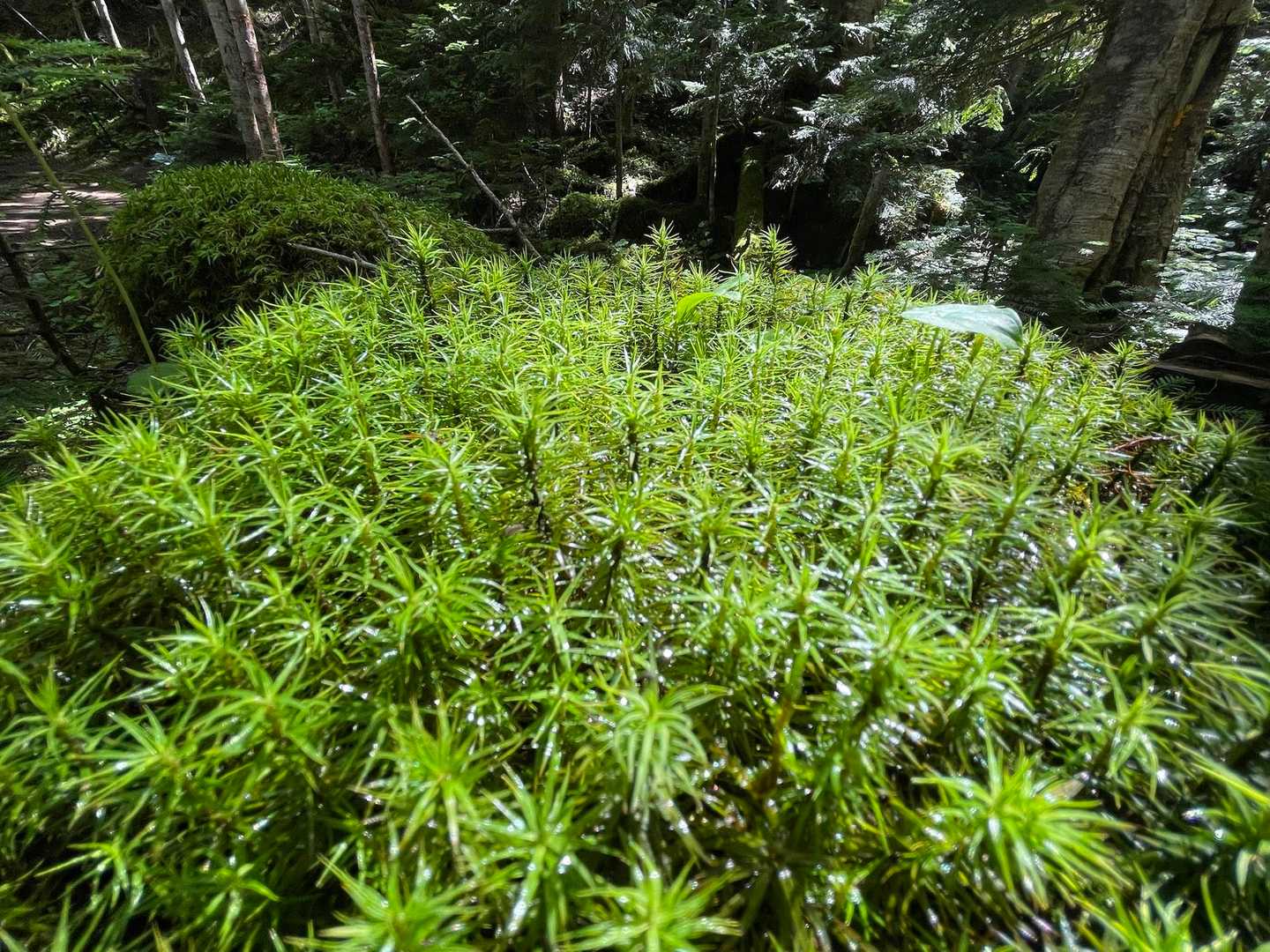 キラキラ感、撮るのむず
前日の雨？朝露？が照らされて
あちこちキラキラ✨