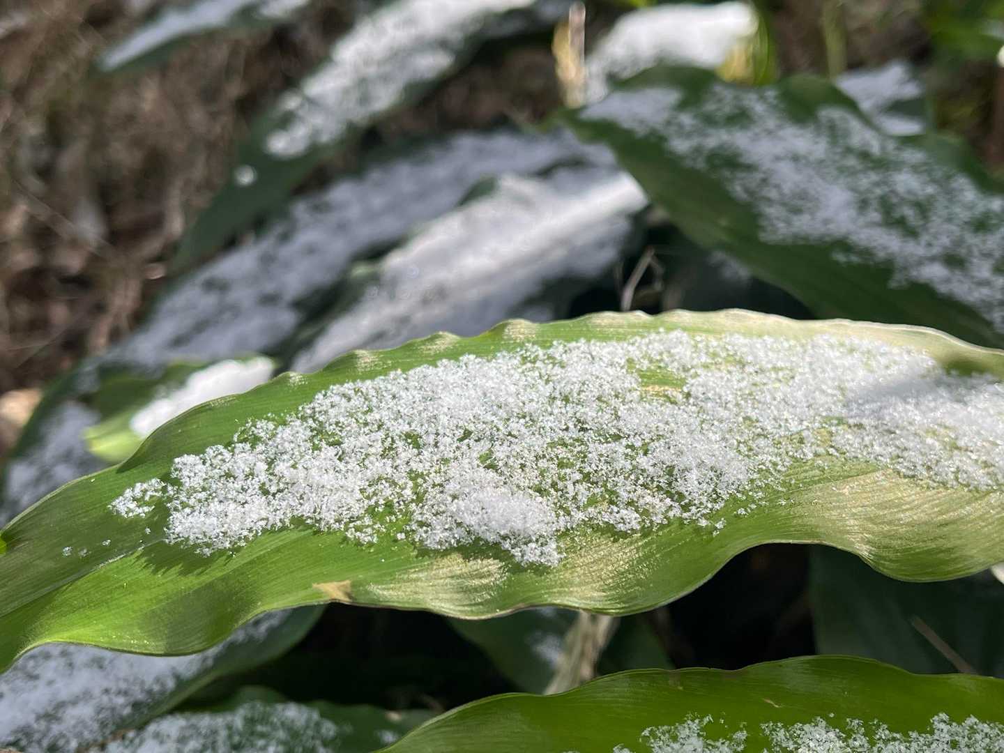 昨晩の雪が所々残っていました❄️