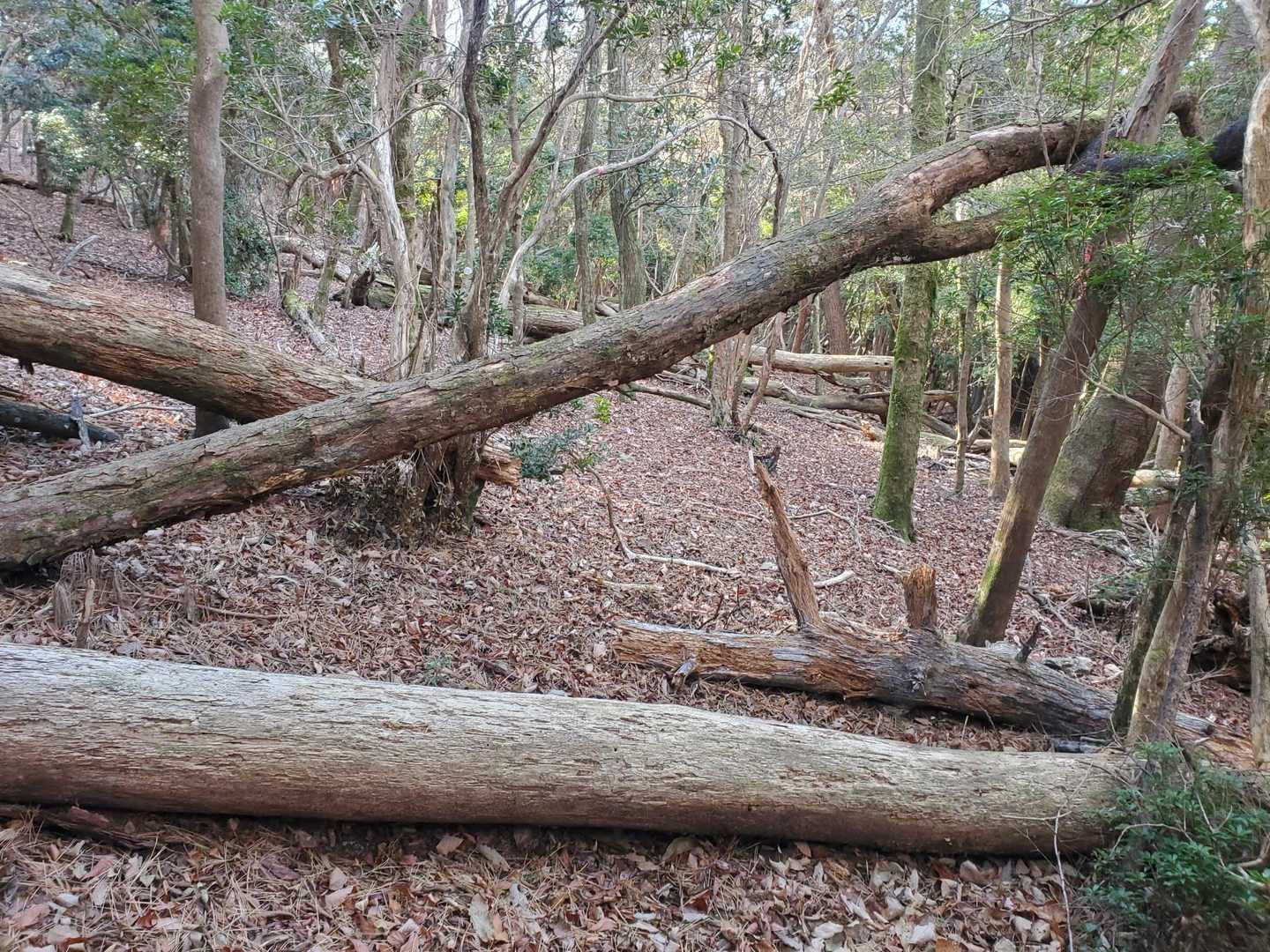 倒木に落ち葉で登山道がわかんないよ😖⤵️