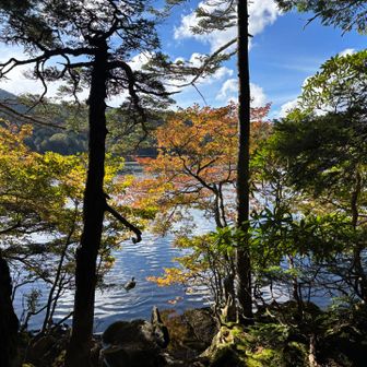 白駒池に戻ってきました✨
キレイ✨
🦆さんがのんびり泳いでます。