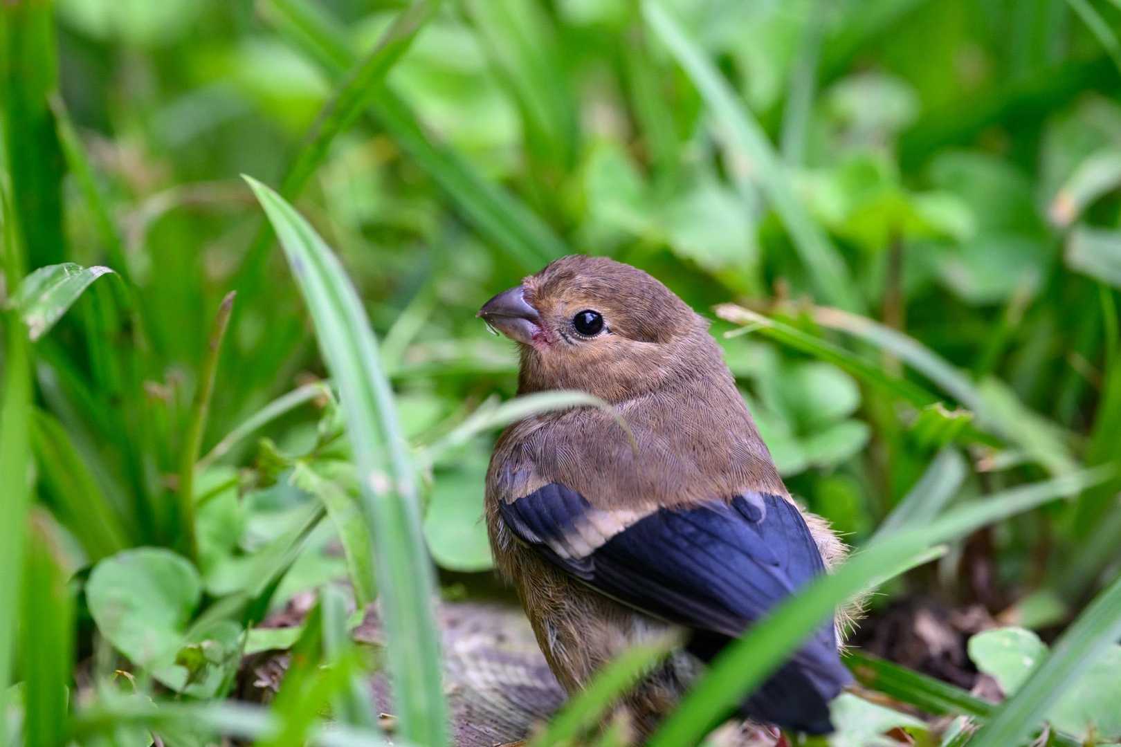 樹林帯に戻るとかわいこちゃんが！！
ライチョウ以外の鳥には詳しくないのですが、飛ばないで歩いていました😵
なんて鳥なんだろう🐦
ストレス与えないようにばいばい👋