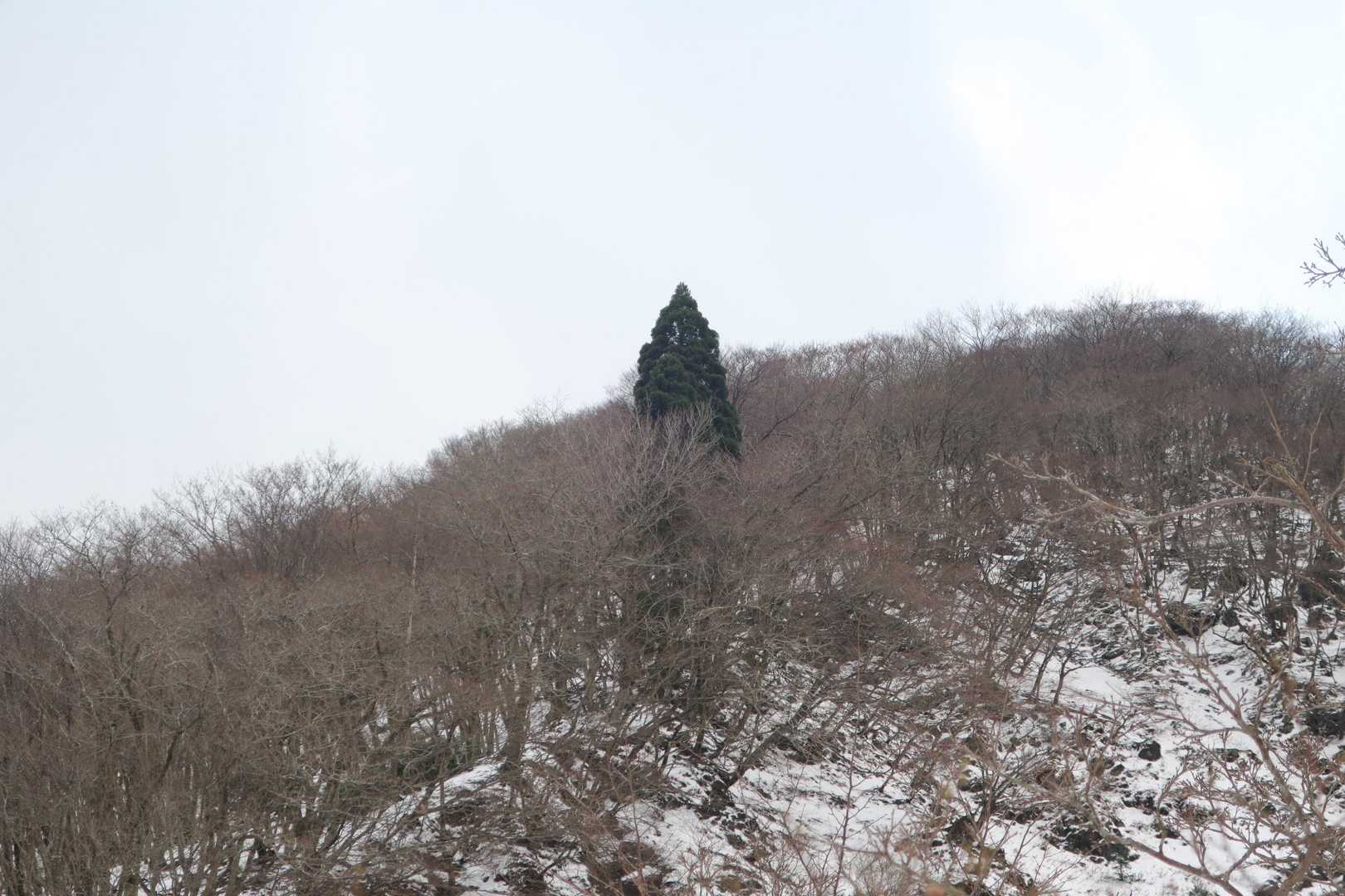 林の中に主張強めの一本杉がドーン🌲
