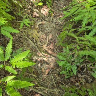 シダの木と自分が歩く距離の幅が狭くマダニがつかないかヒヤヒヤ😨