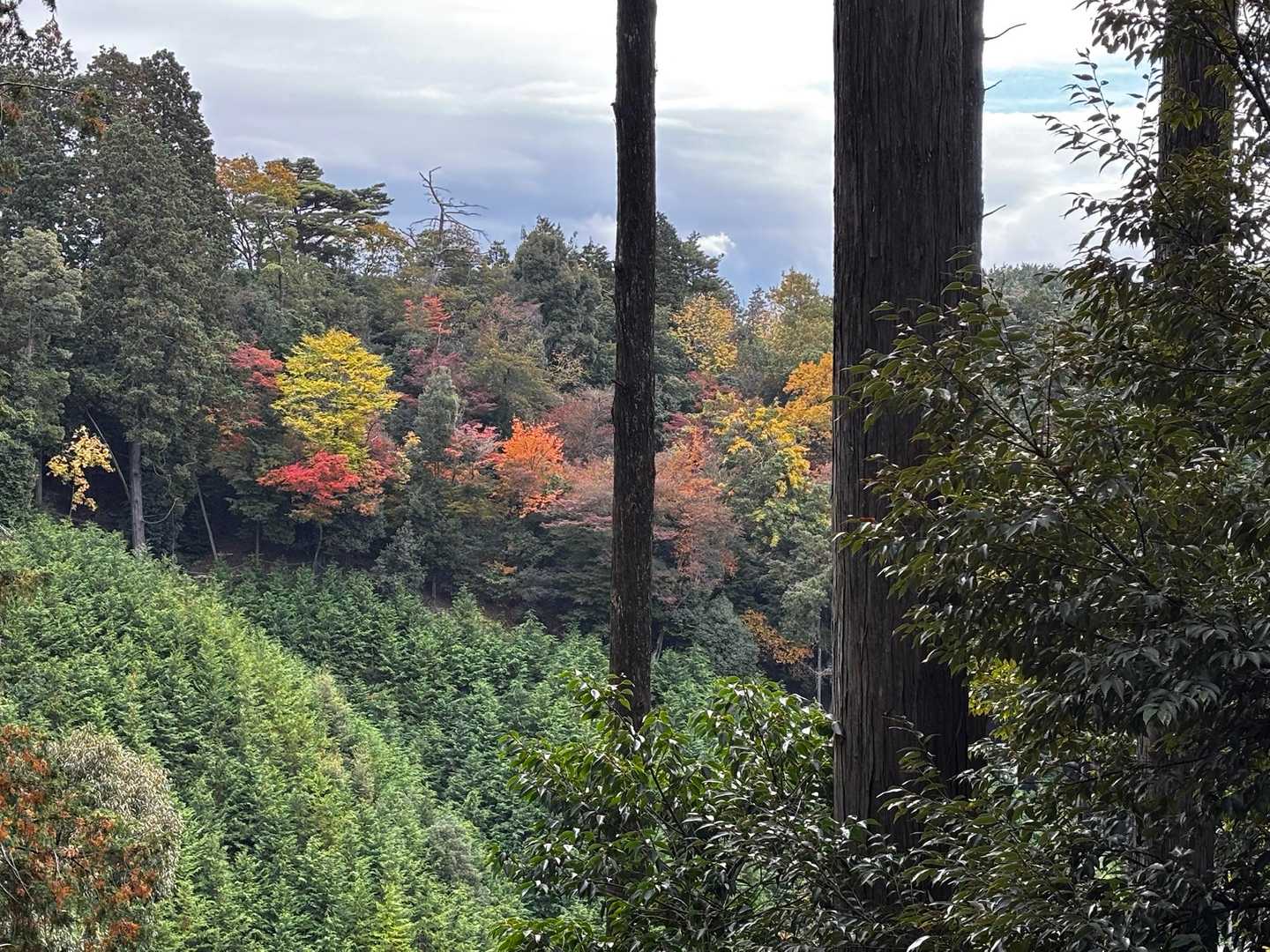 途中紅葉🍁