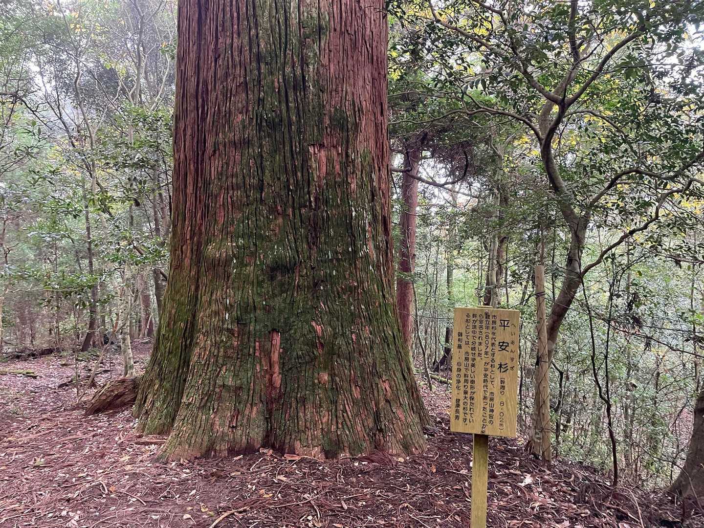 平安杉(市房山では1番デカい☝️。)